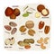Nuts collection. Vector Hand drawn objects