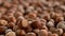Nuts focus on close-up. turkish hazelnuts cinematic sequencef ocusing organic dried nuts.