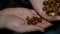 Nuts, hazelnuts, walnuts in his hand, Filbert on ladone