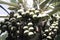 Nuts of a Palmyra palm Borassus aethiopum