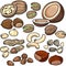 Nuts, seeds icon set