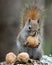 Nuts For Squirrels