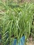 Nutsedge Plants - Tall Grasses - Cyperus - Edible Foraging