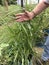 Nutsedge Plants - Tall Grasses - Cyperus - Edible Foraging