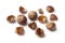 Nutshells of soapnuts