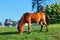 Nuwara Eliya, Sri Lanka. A beautiful cinematic horse is grazing on a green meadow during the golden hour in the