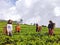 Nuwara Eliya, Sri Lanka, February 9, 2019: Tourists walking through tea plantations in Nuwara Eliya, Sri Lanka pretending to be