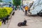 NUWARA ELIYA, SRI LANKA - JULY 16, 2016: Stray dogs watch trash collectors in Nuwara Eliya tow