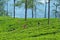 Nuwara Eliya, Sri-Lanka - March 4, 2019: Hardworking Female Tea-Pickers. Farmer Keep Crop Nature Agricultural Farming