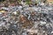Nuwara, Sri Lanka: 03/20/2019: Discarded rubbish burnt and left in the open  - environmental hazard