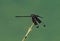 Nyadeng Lake - black dragonfly