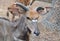 Nyala African antelope face portrait