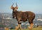 Nyala African Buck