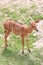 Nyala of animal in safari.