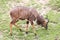 Nyala of animal in safari.