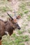 Nyala of animal in safari.