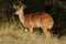 Nyala antelope