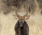 Nyala Antelope