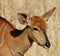 Nyala Antelope