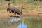 Nyala antelope drinking water