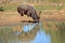 Nyala antelope drinking water - South Africa