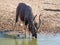 Nyala antelope drinking at waterhole