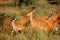 Nyala antelope with young lamb