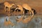 Nyala antelopes drinking