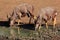 Nyala antelopes drinking