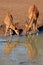 Nyala antelopes drinking