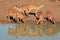 Nyala antelopes drinking