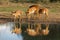 Nyala antelopes drinking water - South Africa