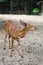 The Nyala baby is stay in garden at thailand
