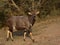 Nyala bull.