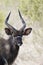 Nyala Bull