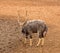 Nyala Bull Antelope