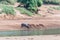 Nyala bulls and cows drinking water in the Levuvhu River