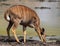 Nyala cow isolated drinking water