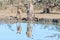 Nyala ewe greater kudu cow at a waterhole