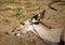 Nyala female near the Chobe river in Botswana