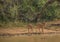 Nyala female prepare to drink from a waterhole at the Hluhluwe iMfolozi Park