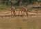 Nyala female prepare to drink from a waterhole at the Hluhluwe iMfolozi Park