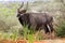 Nyala / Inyala antelope from South Africa