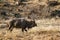 Nyala in Kruger National park