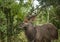 Nyala male in the woodland of the Hluhluwe iMfolozi Park