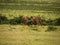 Nyala Males fighting