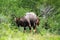 A Nyala ram struts with its hairs on its back standing up