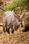 Nyala Standing in Bush of South Africa, Kruger Park