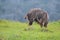 Nyala standing on the mountain