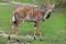 Nyala Tragelaphus angasii.